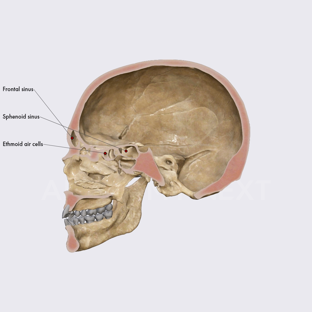 Paranasal sinuses (part 2)